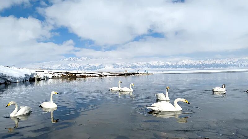 零下30℃的浪漫!新疆赛里木湖冬季私藏玩法全公开配图